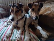 ❤️❤️Lolka und Bolka 3-jährige Foxterrier - Kassel