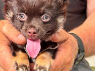 Chihuahua Welpen - Mühlhausen (Thüringen)