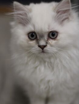 Blh Bkh Britisch Kurzhaar Langhaar Kitten Baby mit Stammbaum - Rüthen