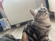 🐾 Liebevolle Britisch-Kurzhaar-Katze „Luna“ sucht neues Zuhause 🐾 - Hanau (Brüder-Grimm-Stadt) Großauheim