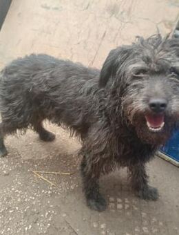 Bozont von kettenlos - Bollingstedt