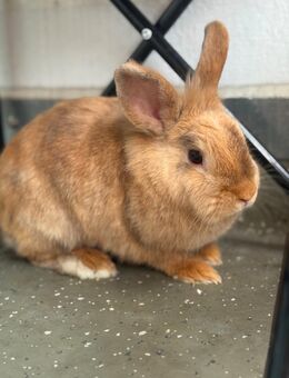Zwei liebevolle Häsinnen (1 Jahr alt) suchen ein neues Zuhause 🐇🐇 - Berlin Friedrichshain-Kreuzberg