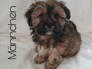 dieser süße Welpe sucht ein neues Zuhause - Maltester / Yorkshire Terrier Mix - Albstadt