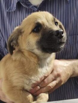 Danilo 20 cm (Nov 25, wächst noch) - Alpenrod