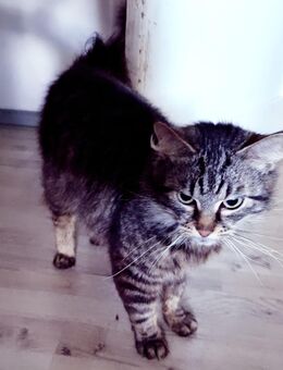 Kater und Kätzchen suchen ein Zuhause - Aurich