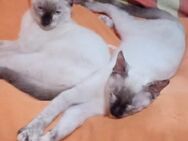 *reserviert* Flockie und Suki (ALO) - Geisenheim