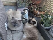 Ragdoll - Mix - Dresden