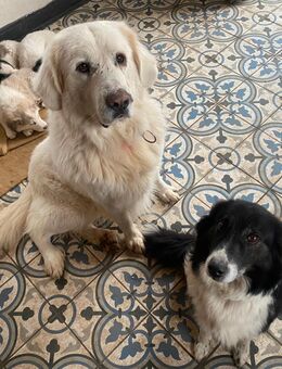 Welpen vom Australian Shepherd/Pyrhenischer Berghund - Schwaan Zentrum