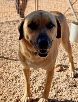 Oscar sucht sein Happy End! - Krefeld