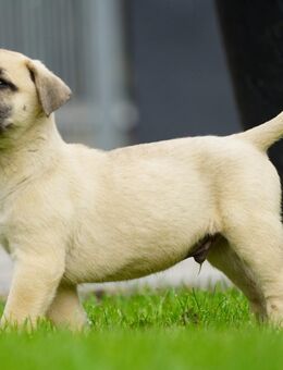 Top Wach-Schutz- und Familien Hunde Presa Canario Made in Deutschland - Nauen