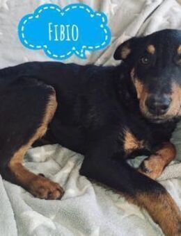 Fibio ein absoluter Schatz - Flörsheim-Dalsheim