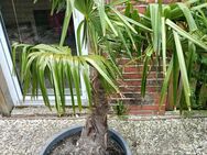 Hanfpalme 130cm - Barsinghausen