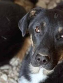 Stella ist so verkuschelt 🐾 - Elsdorf (Nordrhein-Westfalen)