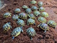 Maurische Landschildkröten Nachzuchten 2020-2025 aus Freilandhaltung - Leverkusen