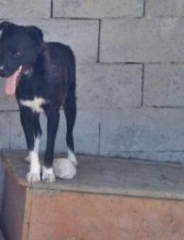 Nicky sucht erfahrene Menschen - Bonndorf (Schwarzwald)