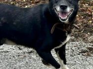 Äußerst sozialer SAMMY=Familienhund♥️ - München