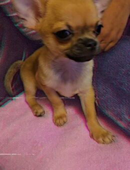 Zu verkaufen: 2 Chihuahua-Rüden - Oberhausen