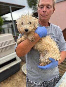 Abu, verspielter Maltipoo Welpe geb. 202 - Remagen