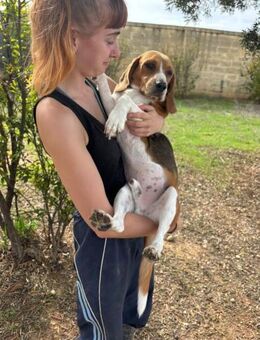 Benny fröhlicher Beagle - Berlin