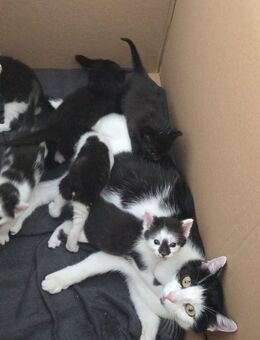 Kitten Katzenbaby - Lollar