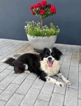 Knutschkugel Luna - Eichenzell