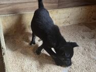 Labrador Husky Mix Welpen Abgabe bereit - Püttlingen