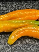 Verschiedene Paprikasamen in 70569