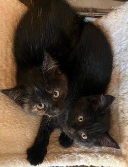 Junge Katzen suchen neues zu Hause - Wipperfürth (Hansestadt) Zentrum