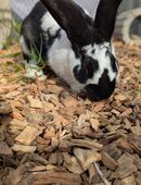 Hasen Stallhasen Kaninchen in 73765