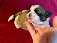 Shih Tzu Welpe Kira - Seeland Gatersleben