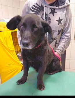 Senior Mix, 10 Jahre alt, 12 Kg leicht, Mini, sucht Familie - Greifswald