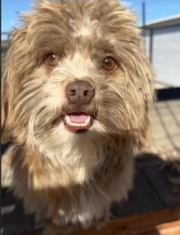 Gizmo 26 cm - Alpenrod