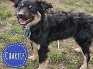 Charlie ein Familienhund - Mannheim