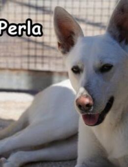 PERLA - Donzdorf