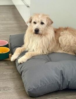 Floki ♥️Pflegefamilie 41812 Erkelenz - Kissing