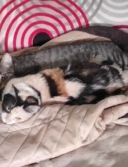 Noa und Griseta - lieb und verschmust - Aichwald