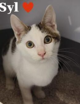 Syl-Sanfte Schmusekatze - Stein-Wingert