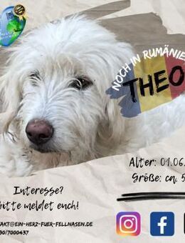 THEO - unser wuscheliger, lieber Eisbär - Waakirchen