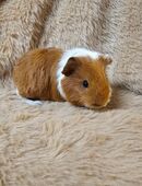 CH Teddy Weibchen Rotschimmel Meerschweinchen in 66706