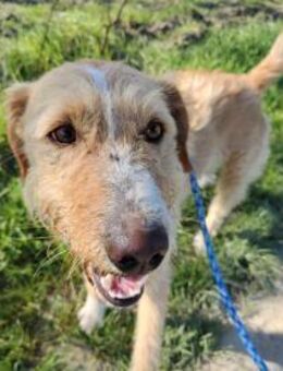 Vizsla Drahthaar Mix Rüde, 3 Jahre - Kappeln (Schleswig-Holstein)