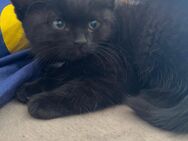 Katzen baby - Schwandorf Zentrum