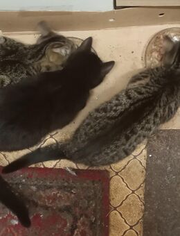 2 der Babys aus dem Mai 2025 möchte ich gern abgeben - Ückeritz