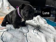 Französische Bulldogge - Troisdorf Zentrum