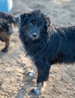 ❤️🥰 Rudolf sucht seine Herzensfamilie - Stuttgart