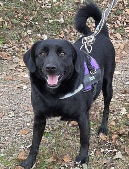 Gara 💗 freundlich,offen,verschmust - Hamburg