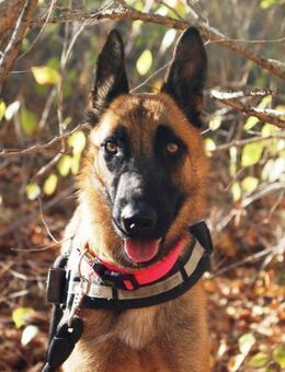 Simba sucht Menschen mit Verständnis - Laatzen