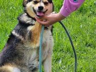 Menschenbezogene kleine YOLI 🐾🐾♥️ - München