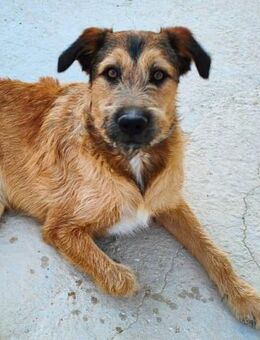 Trueno hatte so schrecklichen Hunger.... - Laatzen