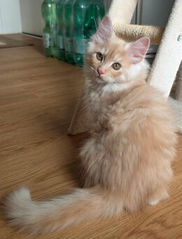 Reinrassiger creme/rote Maine Coon Kater - Dorsheim
