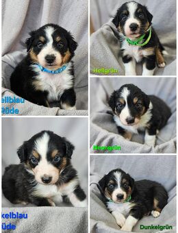Australian Shepherd Aussi Welpen - Wolfsburg